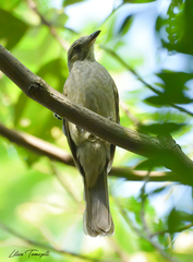 Lipaugus vociferans
