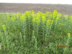 Euphorbia lucida