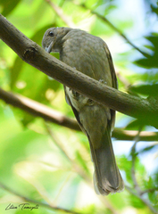 Lipaugus vociferans