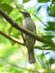 Lipaugus vociferans
