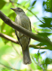 Lipaugus vociferans