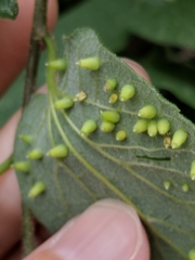 Celticecis spiniformis