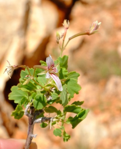 Pelargonium otaviense (Pelargonium otaviense)