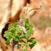 Pelargonium otaviense - Photo (c) Nick Helme, algunos derechos reservados (CC BY-SA), subido por Nick Helme