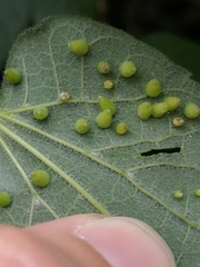 Celticecis spiniformis