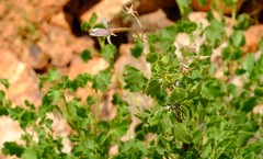 Pelargonium otaviense image
