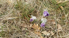 Pulsatilla montana
