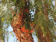 Tristerix verticillatus