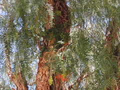 Tristerix verticillatus