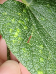 Celticecis spiniformis