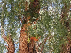 Tristerix verticillatus