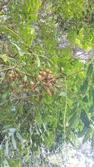 Cabralea canjerana