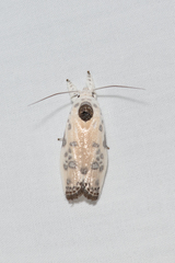 Arignota stercorata