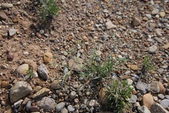 Astragalus wingatanus
