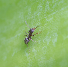 Lasius grandis