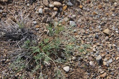 Astragalus wingatanus