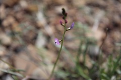 Astragalus wingatanus