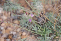 Astragalus wingatanus