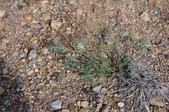 Astragalus wingatanus