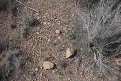 Astragalus wingatanus
