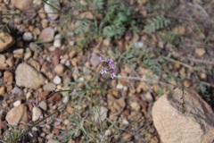Astragalus wingatanus