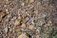 Astragalus wingatanus