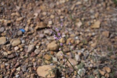 Astragalus wingatanus