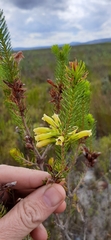 Erica viscaria