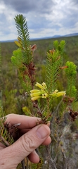 Erica viscaria