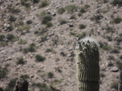 Mimus saturninus