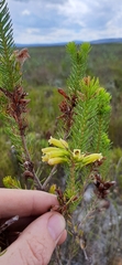 Erica viscaria