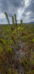 Erica viscaria