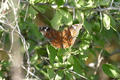 Junonia natalica