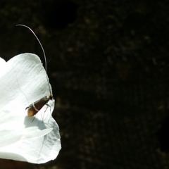 Adela australis