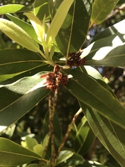 Platanaceae