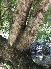 Platanaceae
