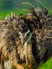 Greater Rhea photo 5