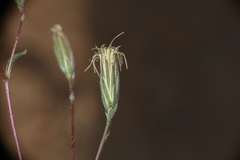 Malperia tenuis (Malperia tenuis)