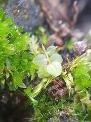 Plagiomnium rostratum