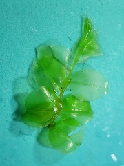 Plagiomnium rostratum