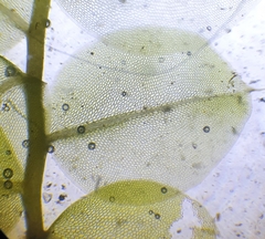 Plagiomnium rostratum