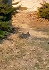 Sylvilagus floridanus