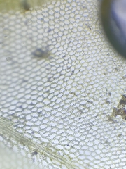 Plagiomnium rostratum