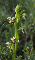Ophrys umbilicata