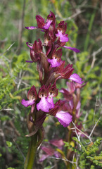 Anacamptis papilionacea palaestina