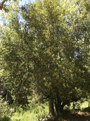 Platanaceae