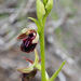 Ophrys mammosa mouterdeana - Photo (c) Ron Frumkin, some rights reserved (CC BY-NC), uploaded by Ron Frumkin