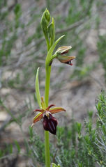 Ophrys mammosa mouterdeana