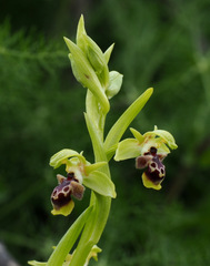 Ophrys umbilicata