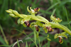 Ophrys umbilicata